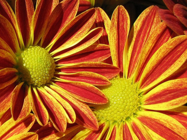 Обои картинки фото цветы, хризантемы