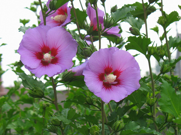 Обои картинки фото цветы, мальвы