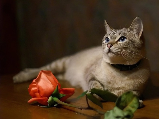 Обои картинки фото муравна, авт, tanay, животные, коты