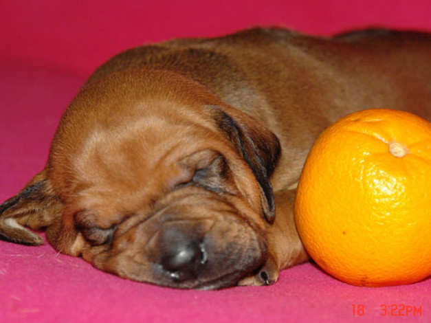 Обои картинки фото родезийский, риджбек, животные, собаки