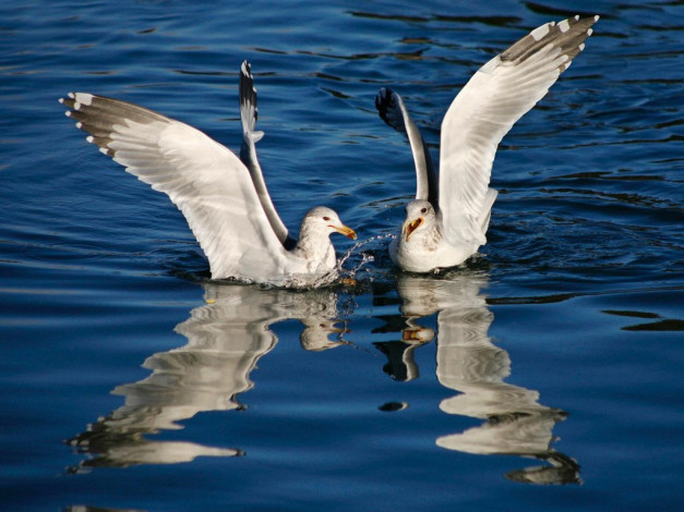 Обои картинки фото животные, Чайки, бакланы, крачки