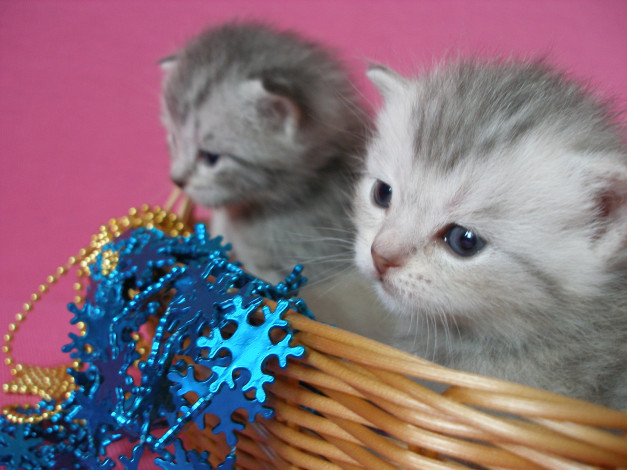 Обои картинки фото животные, коты