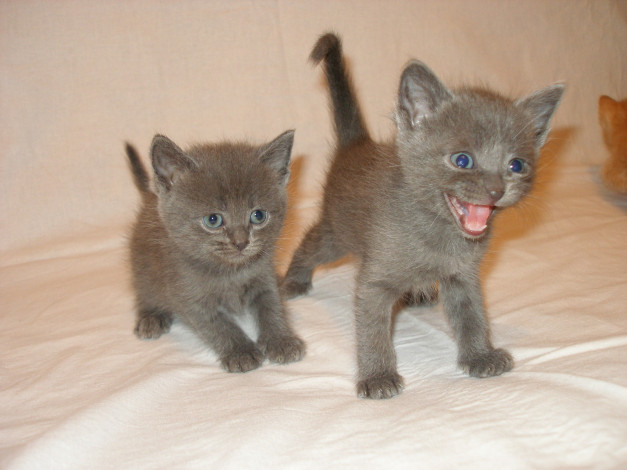 Обои картинки фото животные, коты