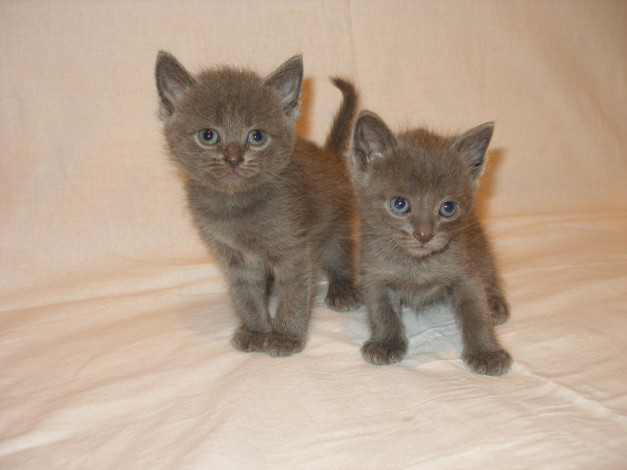 Обои картинки фото животные, коты