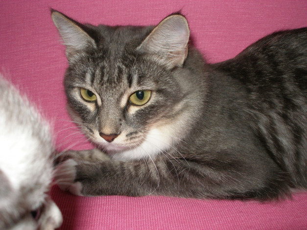 Обои картинки фото животные, коты