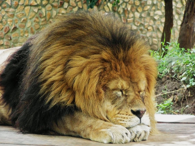 Обои картинки фото животные, львы