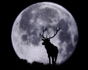 Картинка векторная графика