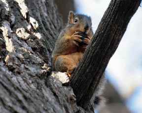 Картинка животные белки