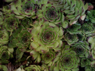 Картинка цветы