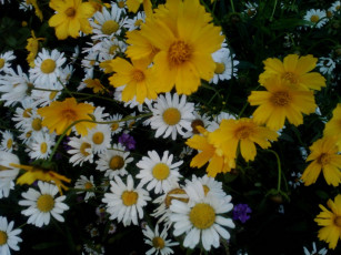 Картинка цветы луговые полевые