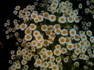 Картинка цветы ромашки
