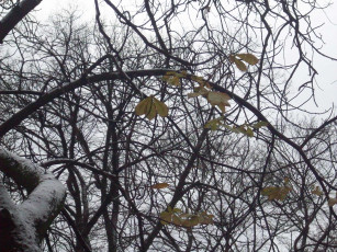 Картинка последние листья природа