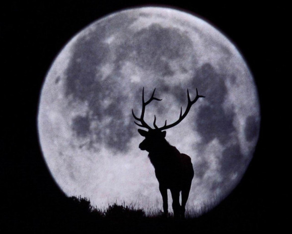 Обои картинки фото векторная, графика