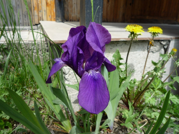 Обои картинки фото цветы, ирисы