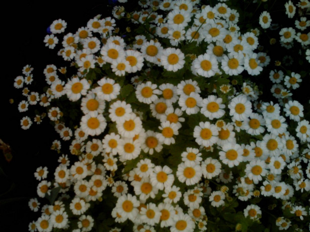 Обои картинки фото цветы, ромашки