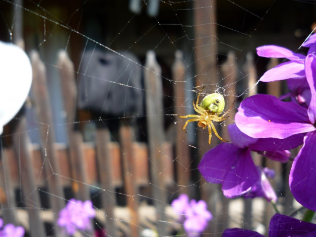 Обои картинки фото паук, животные, пауки