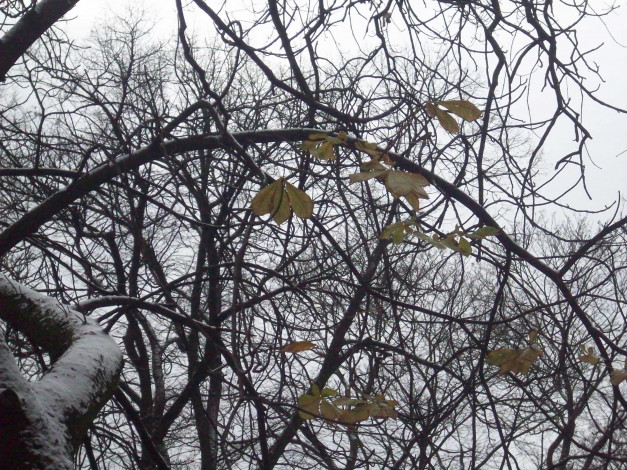 Обои картинки фото последние, листья, природа