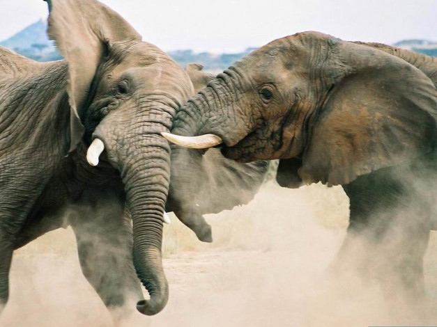 Обои картинки фото животные, слоны