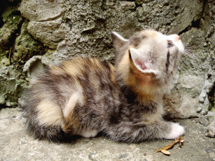 Картинка животные коты