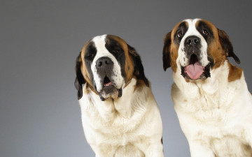 Картинка животные собаки