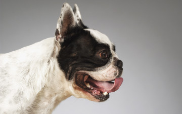 Картинка животные собаки