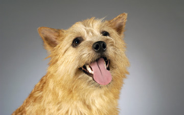 Картинка животные собаки