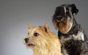 Картинка животные собаки