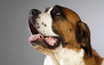 Картинка животные собаки