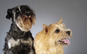 Картинка животные собаки