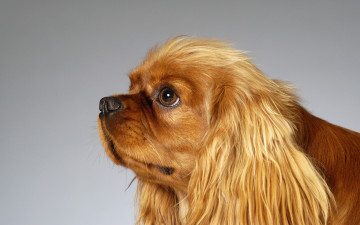 Картинка животные собаки