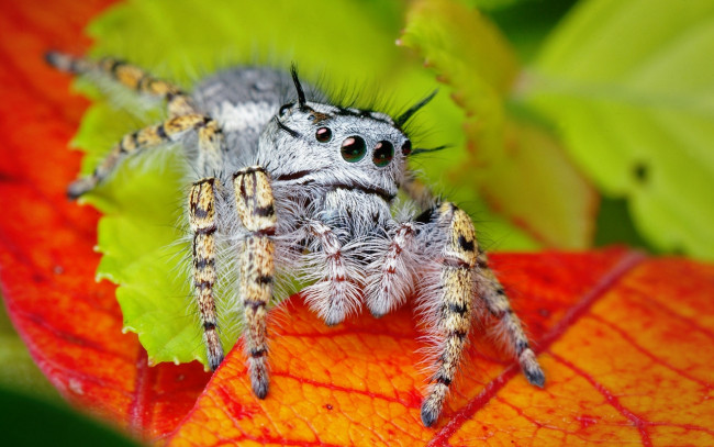 Обои картинки фото животные, пауки