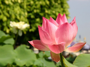 Картинка цветы лотосы