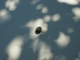 обоя кокос, еда