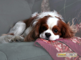 Картинка животные собаки