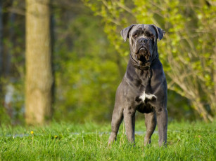 Картинка животные собаки