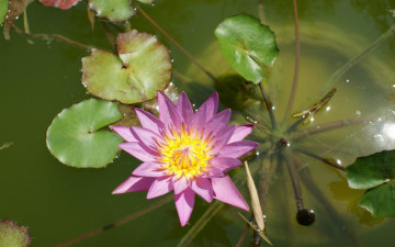 Картинка лотос цветы лилии водяные нимфеи кувшинки