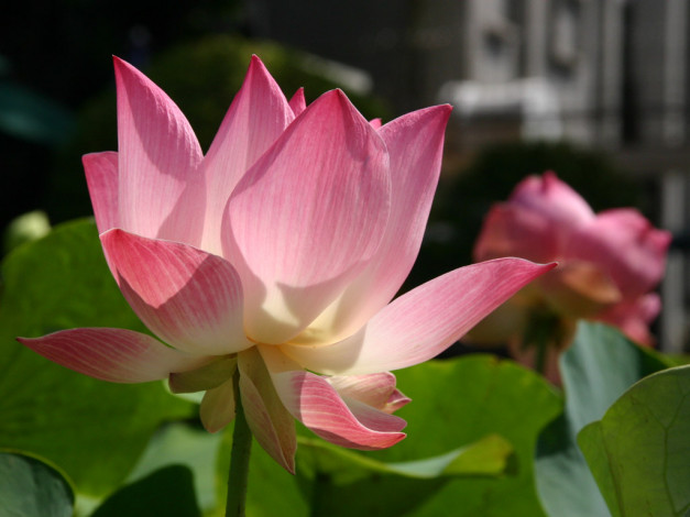 Обои картинки фото цветы, лотосы