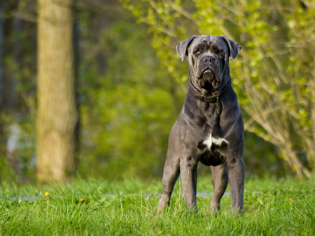 Обои картинки фото животные, собаки