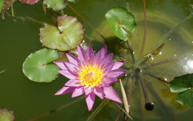 Обои картинки фото лотос, цветы, лилии, водяные, нимфеи, кувшинки