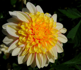 Картинка цветы георгины лепестки