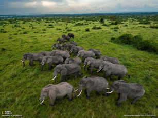 Картинка животные слоны саванна стадо