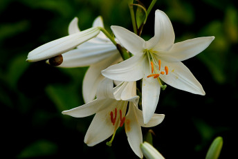 Картинка цветы амариллисы гиппеаструмы лепестки фон тёмный