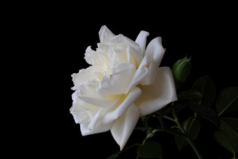 Картинка цветы розы тёмный фон лепестки