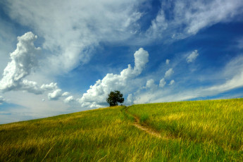 Картинка природа луга дерево облака тропинка