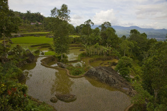 Картинка природа поля деревья зелень вода