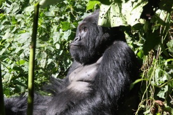 Картинка животные обезьяны горилла