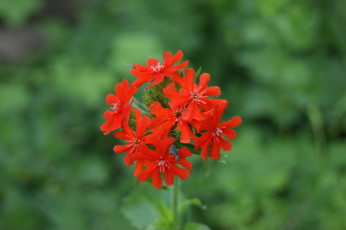 Картинка мальтийский крест цветы лантана вербена жук зеленый фон