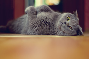 Картинка животные коты котэ