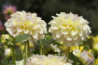 Картинка цветы георгины лепестки