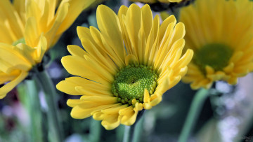 Картинка цветы хризантемы жёлтые